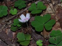 Common Wood Sorrel
